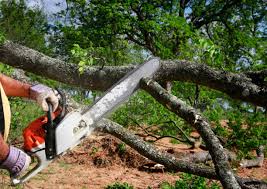 How Our Tree Care Process Works  in  Mastic Beach, NY