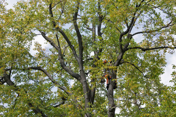 Trusted Mastic Beach, NY Tree Services Experts